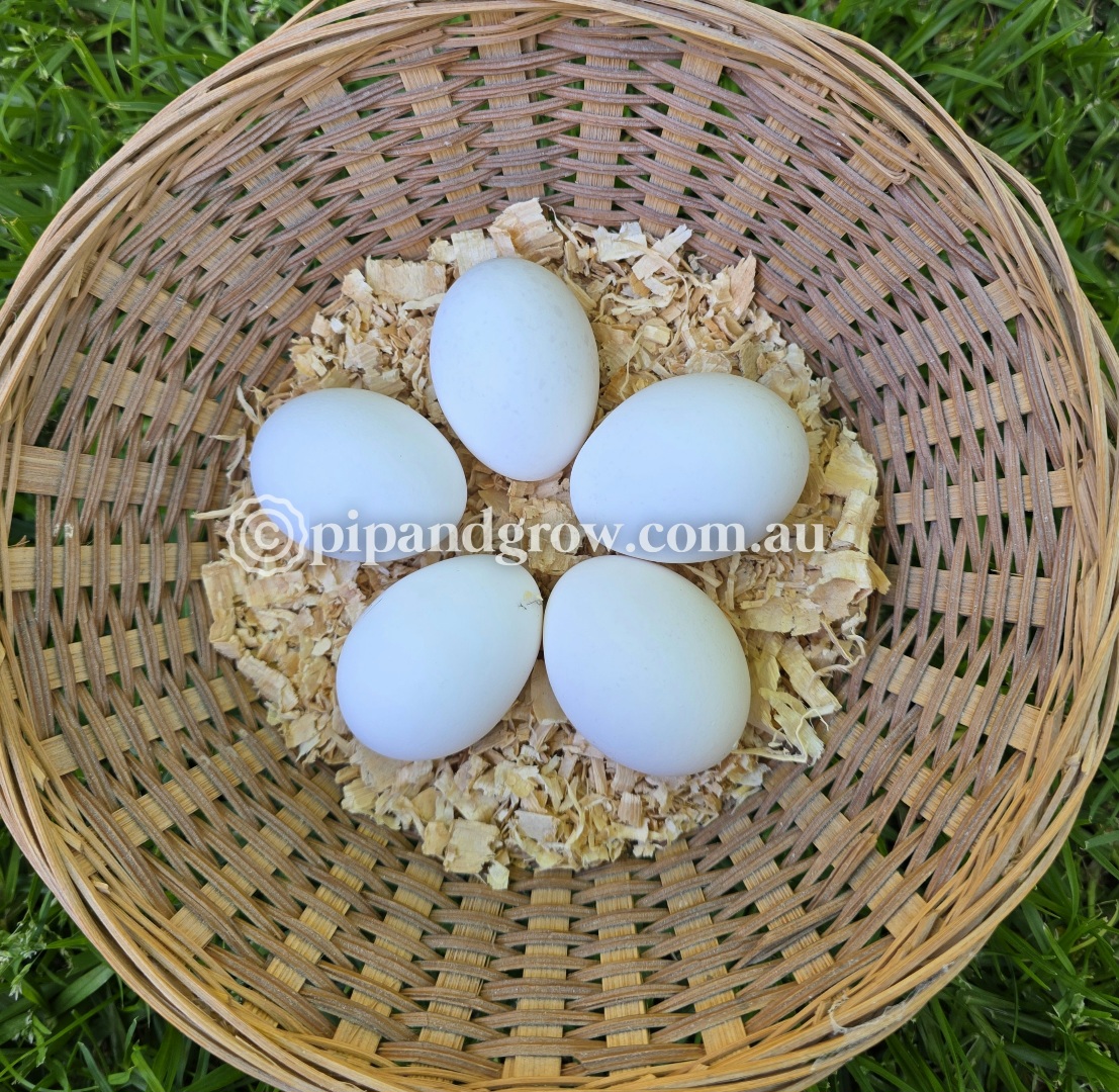 Black & Blue Polish Fertile Egg (each) - Image 2