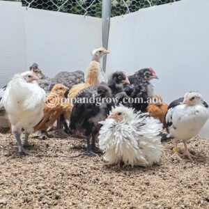 *03/01/26 Batch* Chicks-Almost off heat