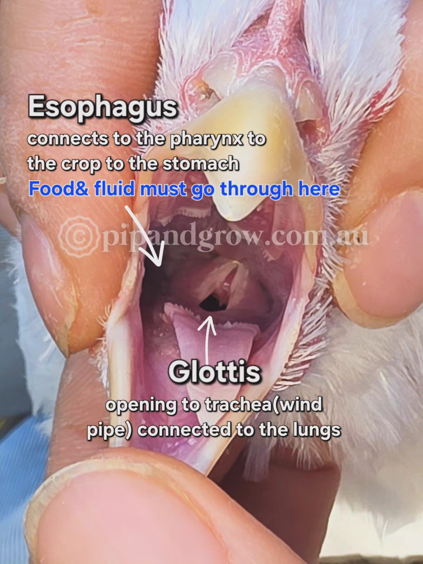Syringe Feeding Chicken