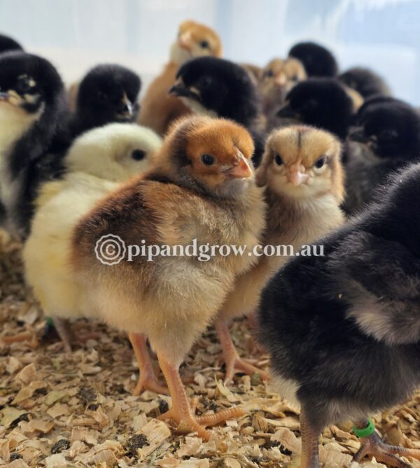 *10/10/2026* Dayold Chicks