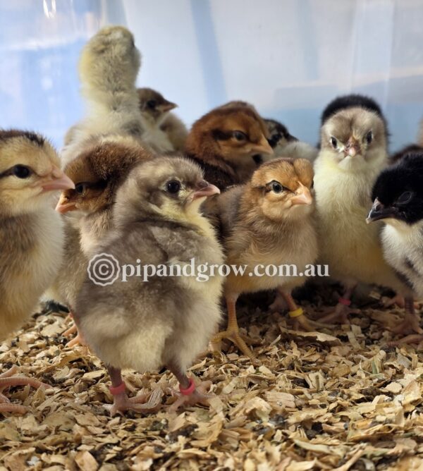 Chick Leg Band - Image 17