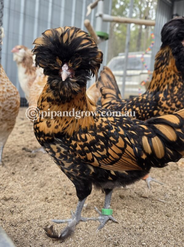 Buff & Gold laced Polish Fertile Egg (each) - Image 21