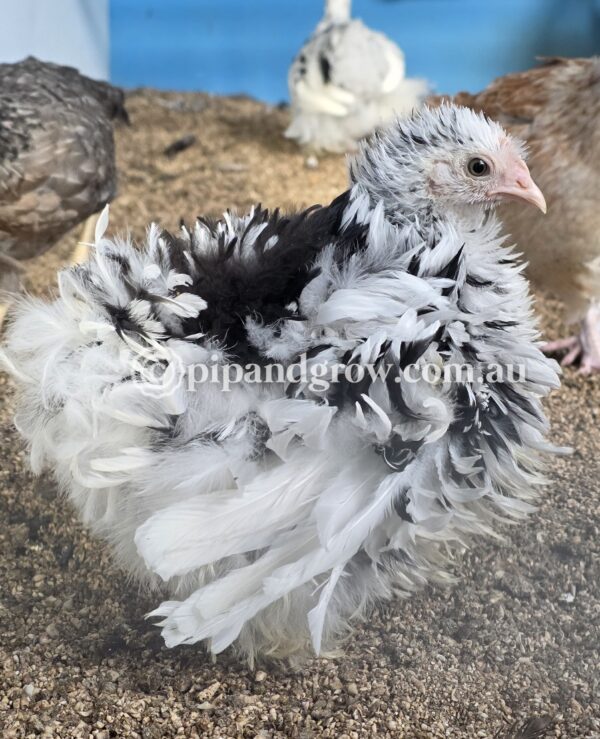 *SOLD OUT* 6weeks+Ready for coop - Image 13