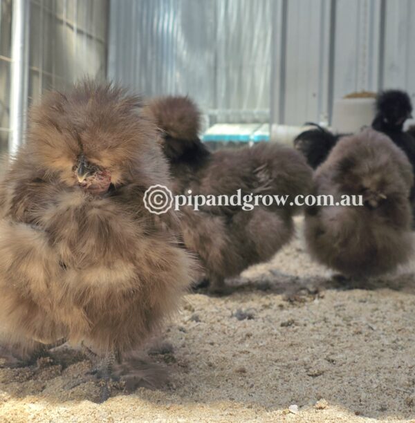 *Not available until further notice* Silkie & Showgirl- Chocolate & Mauve Fertile Egg (each) - Image 7