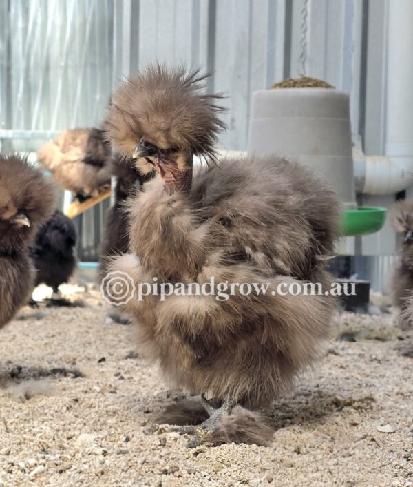 *Not available until further notice* Silkie & Showgirl- Chocolate & Mauve Fertile Egg (each) - Image 5
