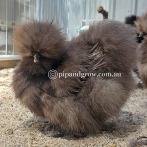 Silkie & Showgirl- Chocolate & Mauve Fertile Egg (each)