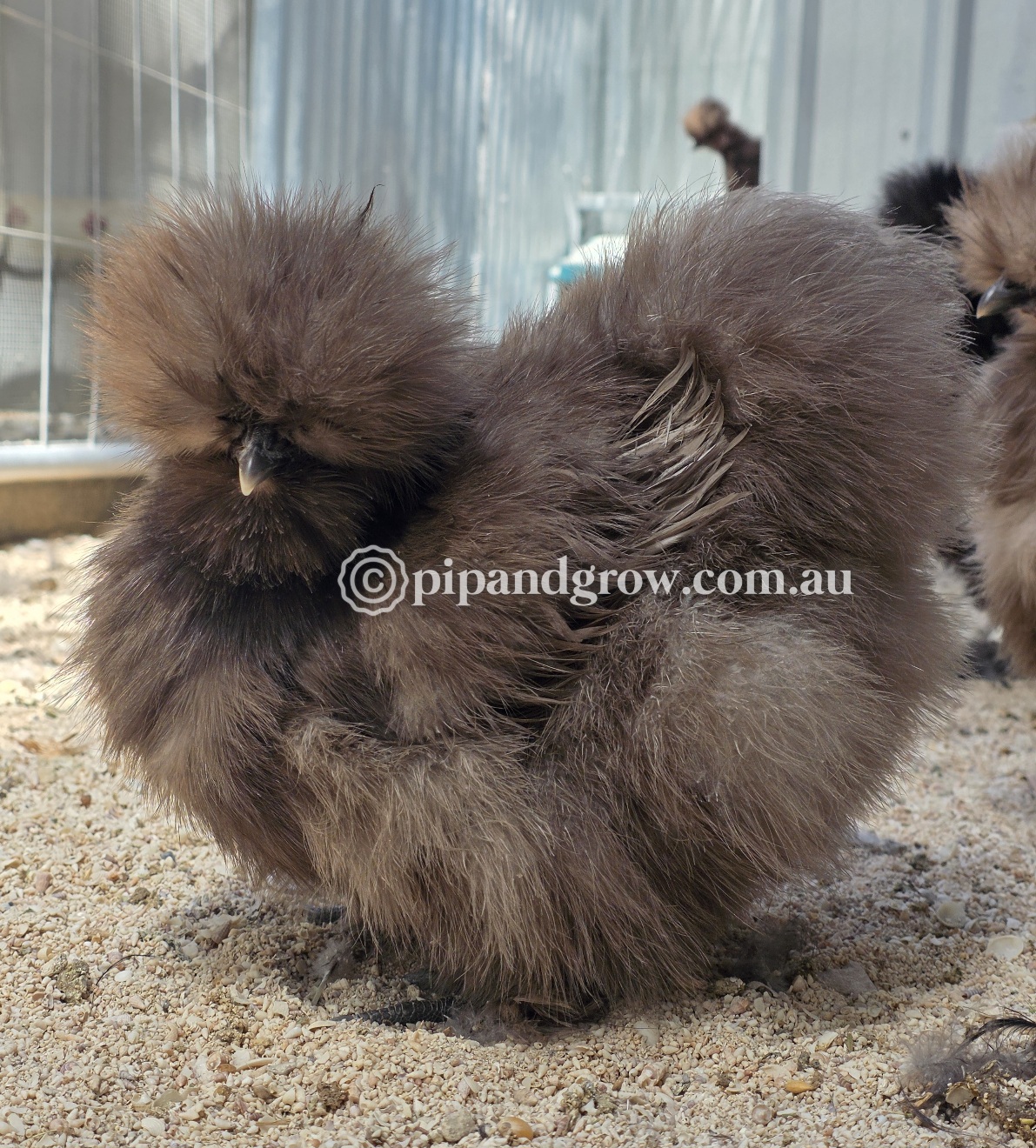 *Not available until further notice* Silkie & Showgirl- Chocolate & Mauve Fertile Egg (each)