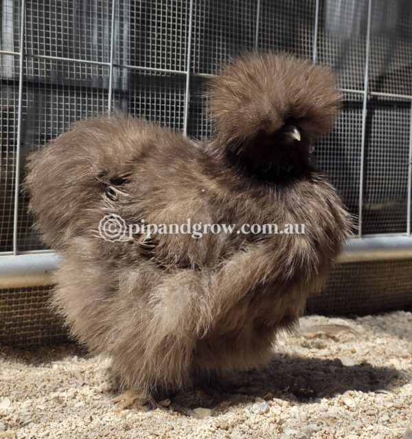 *Not available until further notice* Silkie & Showgirl- Chocolate & Mauve Fertile Egg (each) - Image 9