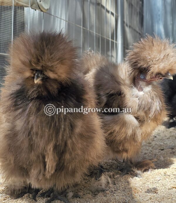 *Not available until further notice* Silkie & Showgirl- Chocolate & Mauve Fertile Egg (each) - Image 11
