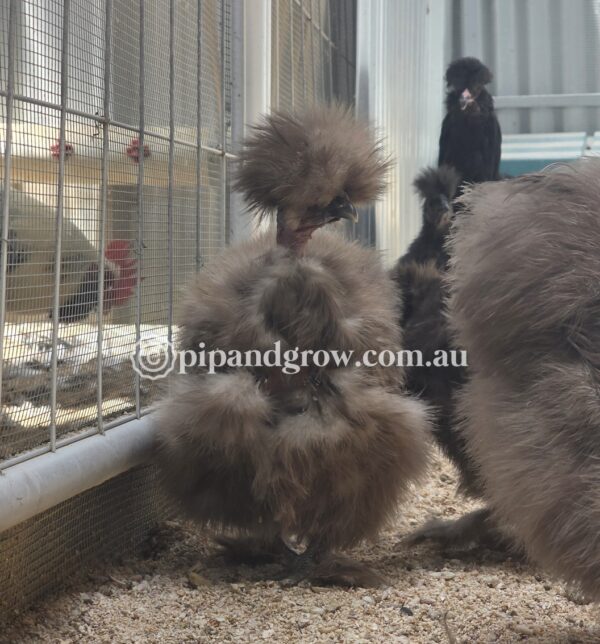 *Not available until further notice* Silkie & Showgirl- Chocolate & Mauve Fertile Egg (each) - Image 10