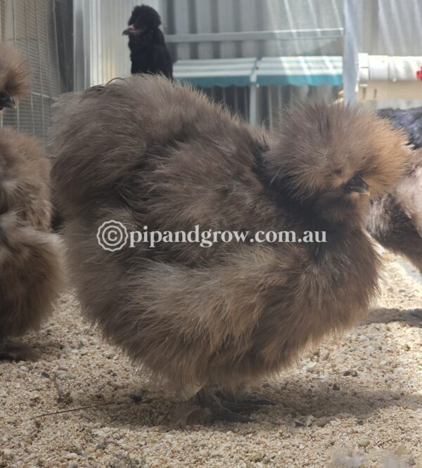 *Not available until further notice* Silkie & Showgirl- Chocolate & Mauve Fertile Egg (each) - Image 4
