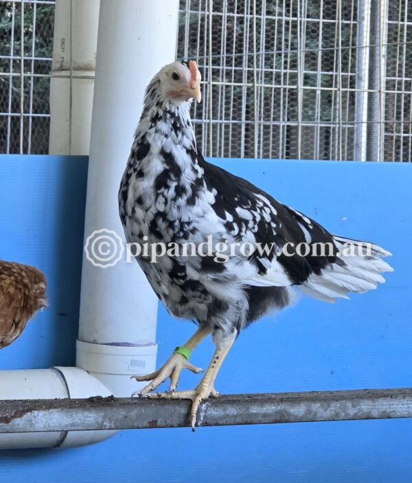 *SOLD OUT* 6weeks+Ready for coop - Image 11