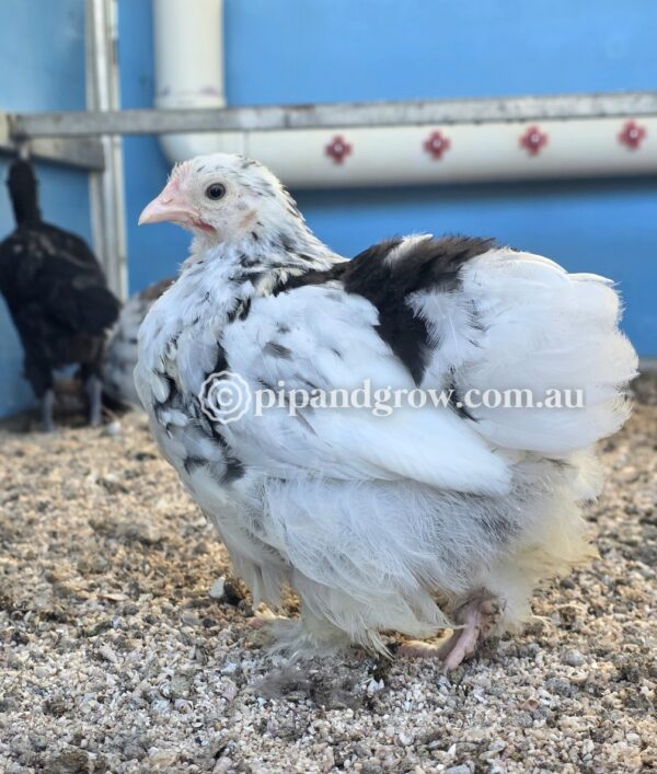 *SOLD OUT* 6weeks+Ready for coop - Image 12