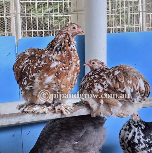 *SOLD OUT* 6weeks+Ready for coop - Image 10