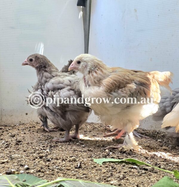 *SOLD OUT* 6weeks+Ready for coop - Image 9