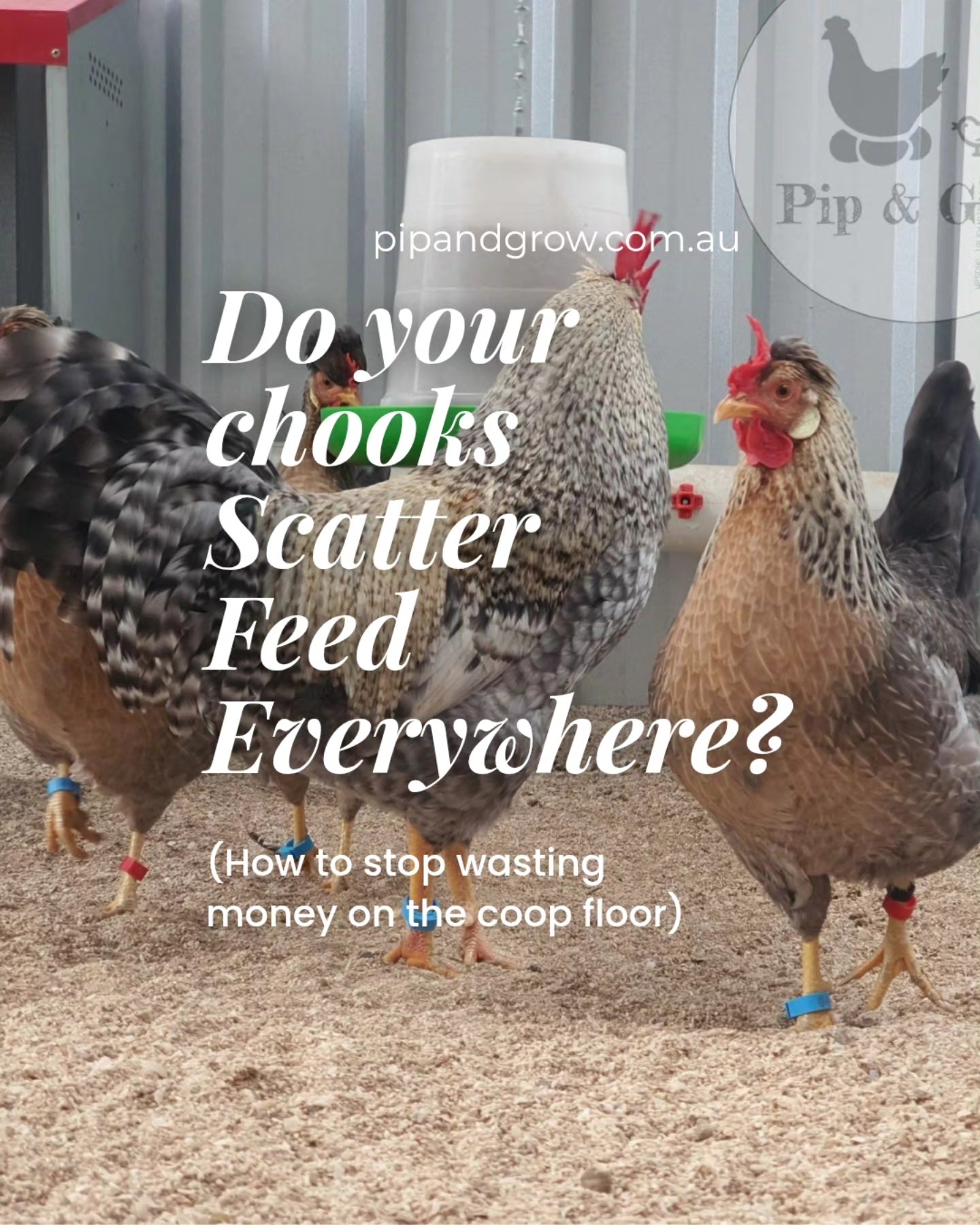 Scattering Feed Everywhere?