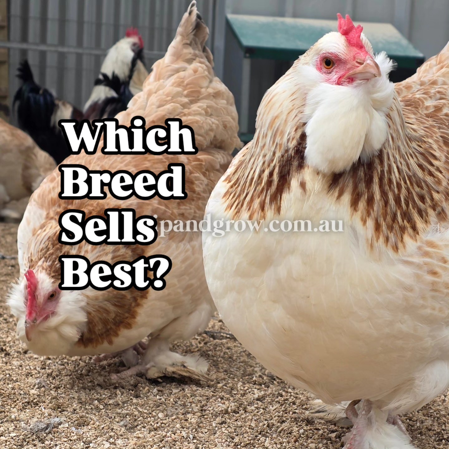 Which Breed Sells Best?