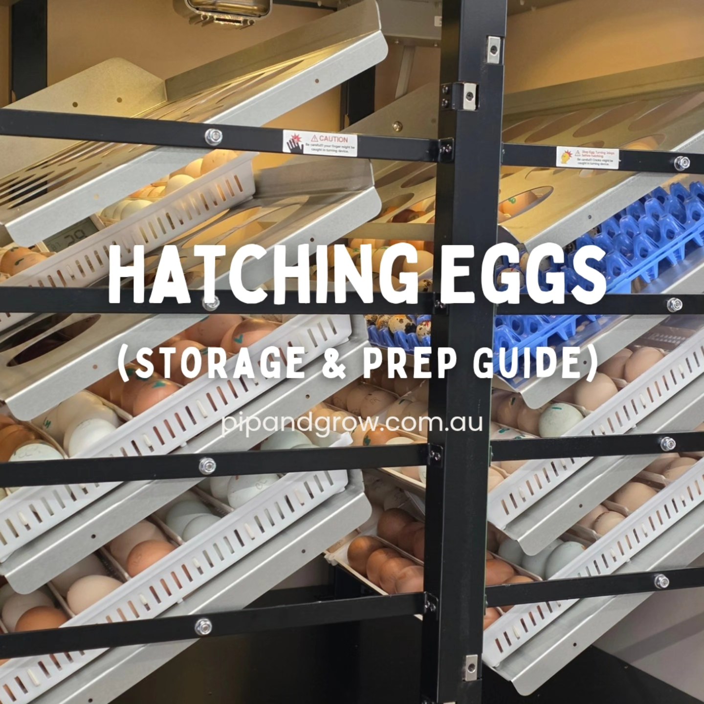 Hatching Eggs Storage & Prep Guide