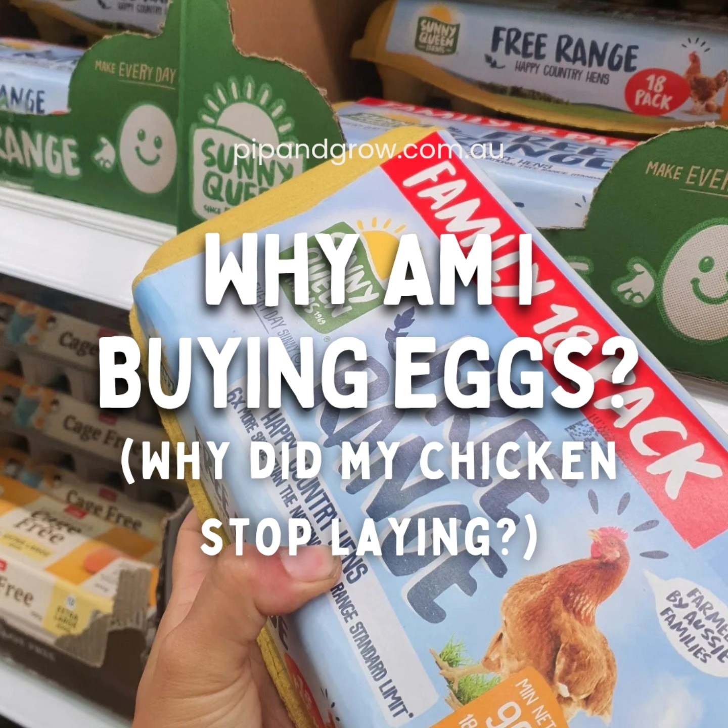 Why did my chicken stop laying eggs?