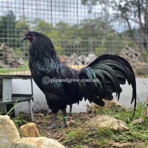 Sumatra Fertile Egg (each)