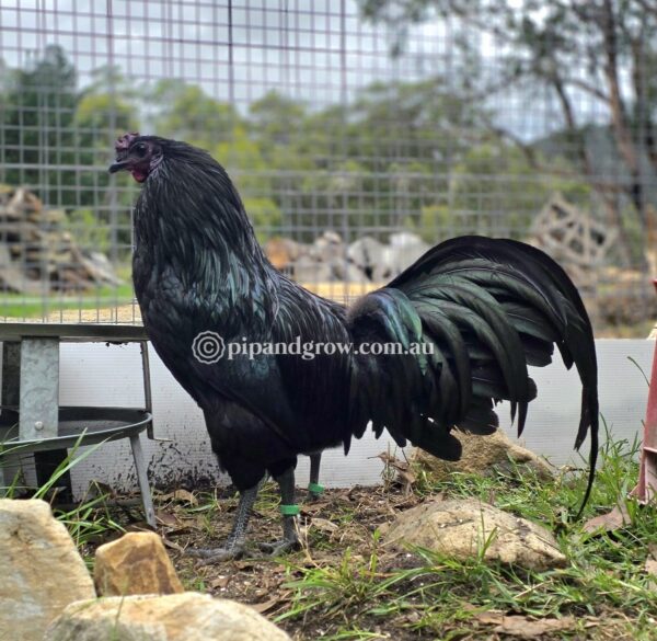 Sumatra Fertile Egg (each) - Image 4