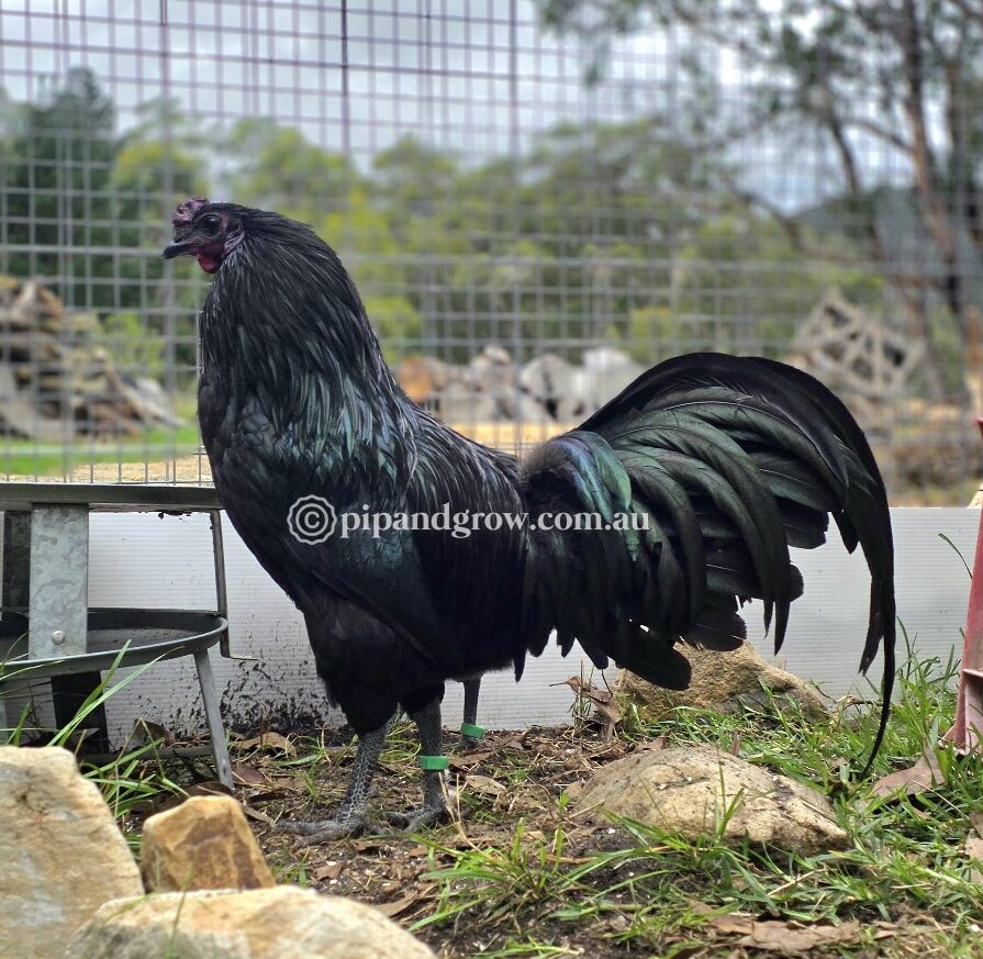 Sumatra Fertile Egg (each)