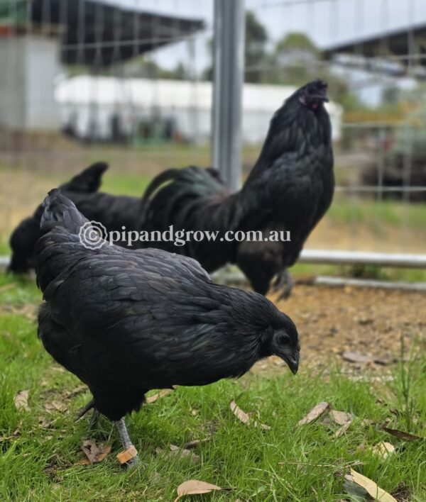 Sumatra Fertile Egg (each) - Image 5