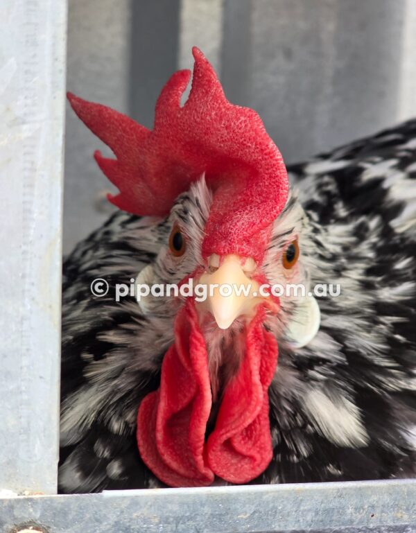 Exchequer Leghorn Fertile Egg (each) - Image 21