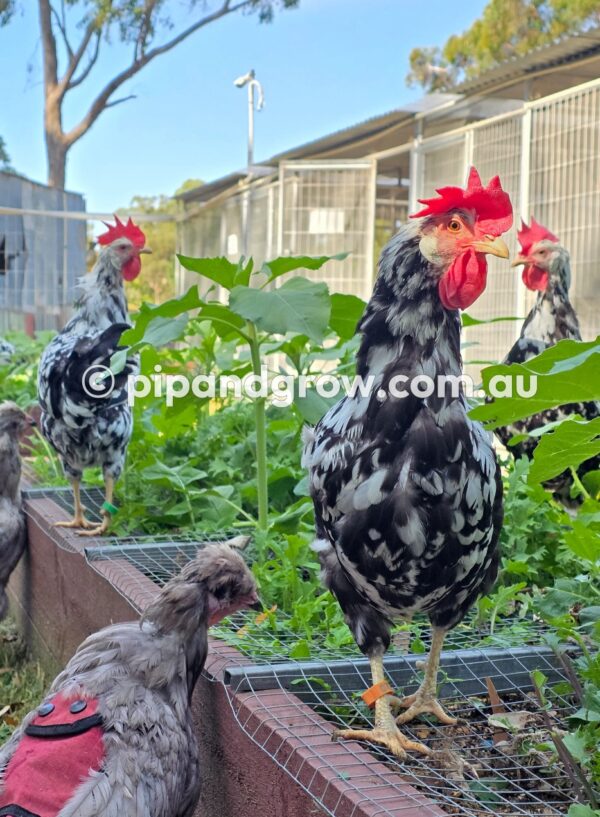 Exchequer Leghorn Fertile Egg (each) - Image 10