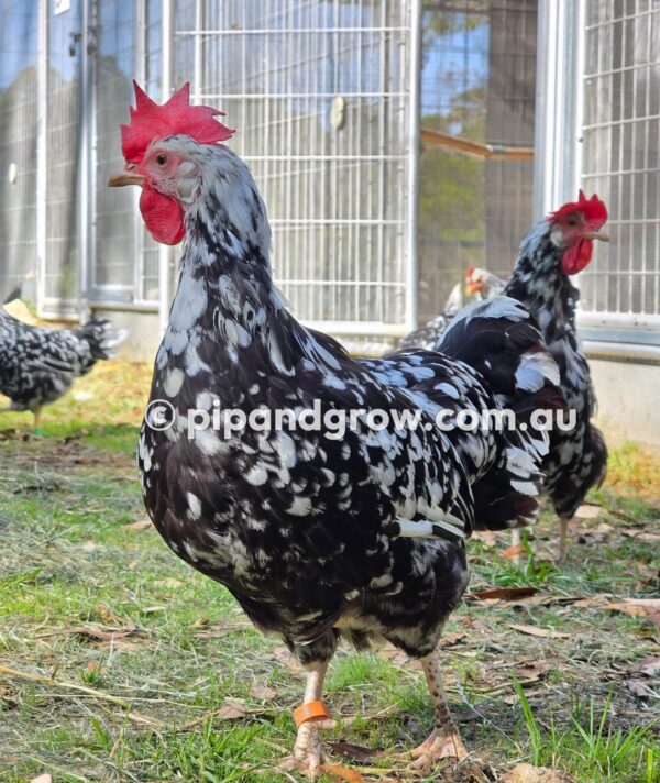 Exchequer Leghorn Fertile Egg (each) - Image 7