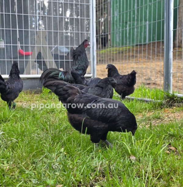 Sumatra Fertile Egg (each) - Image 15
