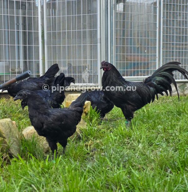 Sumatra Fertile Egg (each) - Image 15