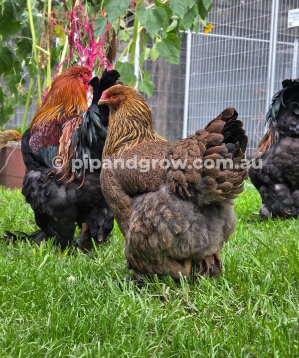Gold & Blue Partridge Brahma Fertile Egg (each) - Image 7