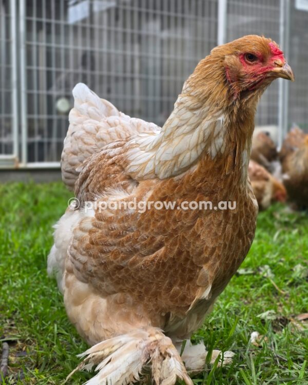 Gold & Blue Partridge Brahma Fertile Egg (each) - Image 16