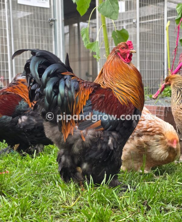 Gold & Blue Partridge Brahma Fertile Egg (each) - Image 4