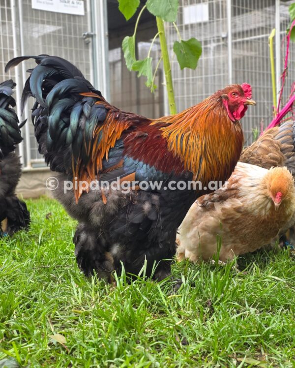 Gold & Blue Partridge Brahma Fertile Egg (each) - Image 9