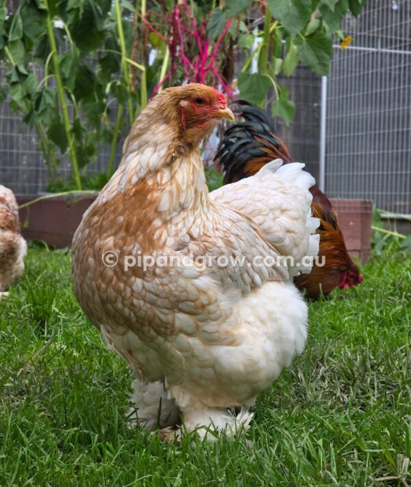 Gold & Blue Partridge Brahma Fertile Egg (each) - Image 8
