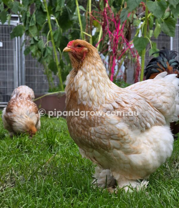 Gold & Blue Partridge Brahma Fertile Egg (each) - Image 13