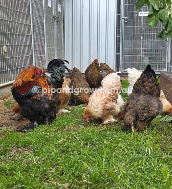 Gold & Blue Partridge Brahma Fertile Egg (each) - Image 19