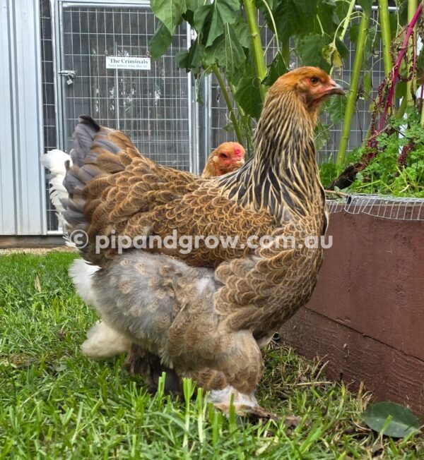 Gold & Blue Partridge Brahma Fertile Egg (each) - Image 10