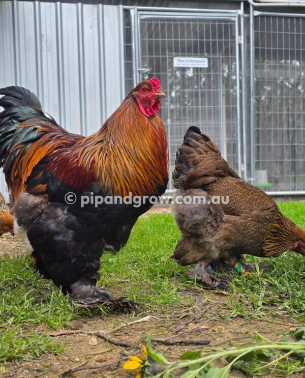 Gold & Blue Partridge Brahma Fertile Egg (each) - Image 11