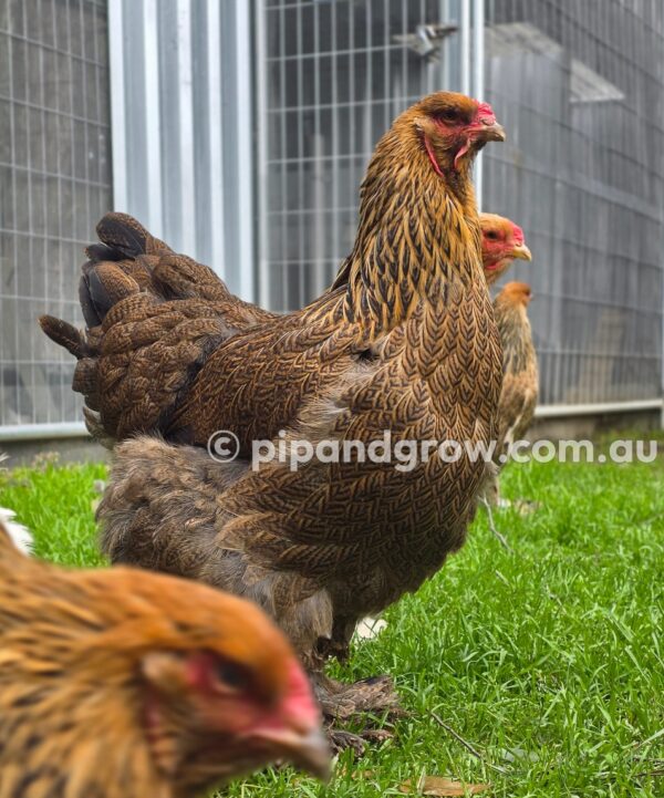 Gold & Blue Partridge Brahma Fertile Egg (each) - Image 12