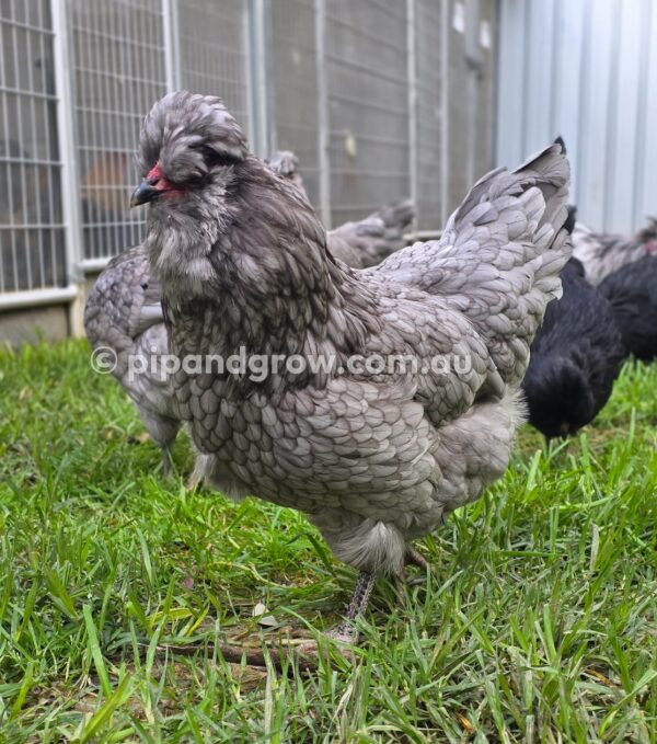 Araucana Fertile egg (each) - Image 22