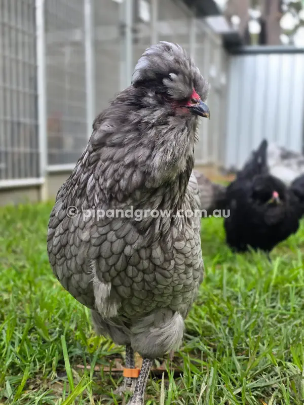 Araucana Fertile egg (each) - Image 24