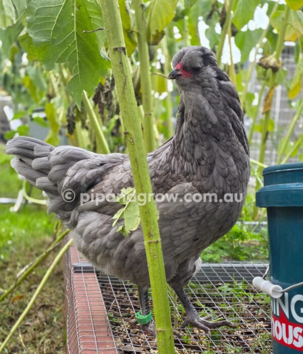 Araucana Fertile egg (each) - Image 21