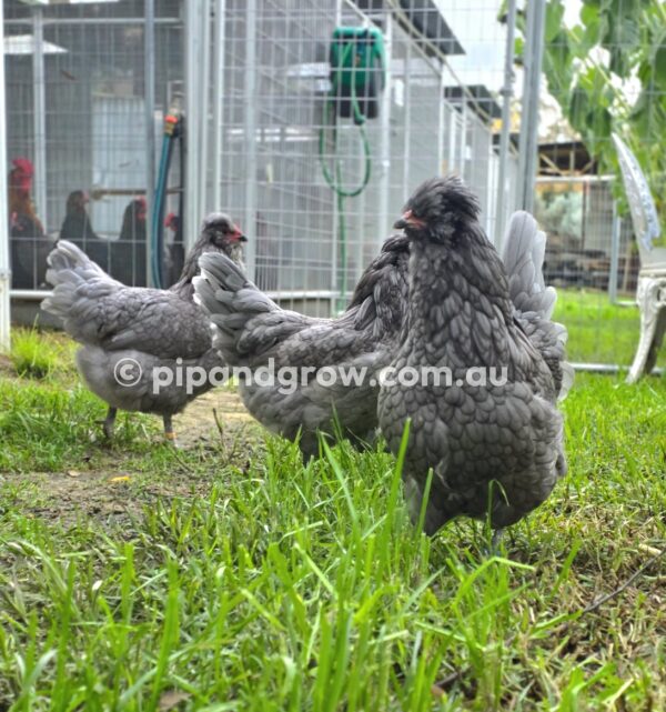 Araucana Fertile egg (each) - Image 23