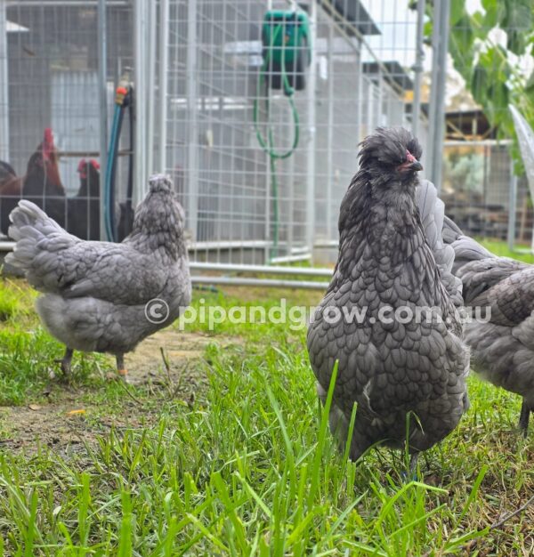 Araucana Fertile egg (each) - Image 9