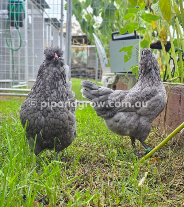 Araucana Fertile egg (each) - Image 15