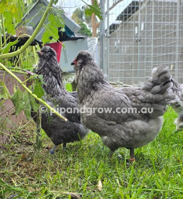 Araucana Fertile egg (each) - Image 5
