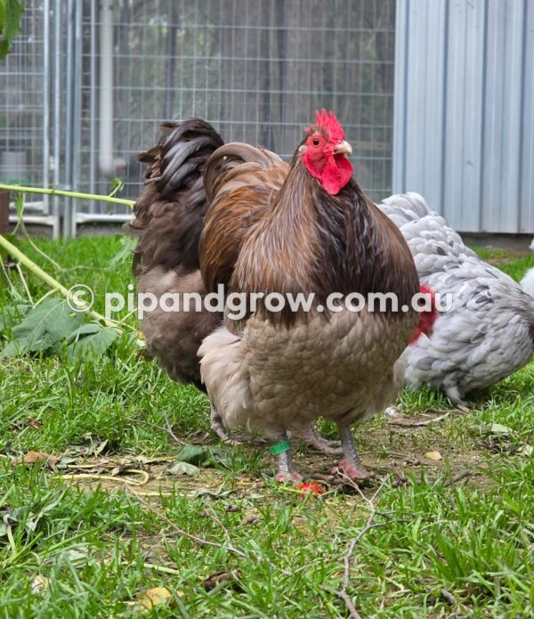 Mauve & Chocolate Bantam Orpington Fertile egg (each) - Image 20